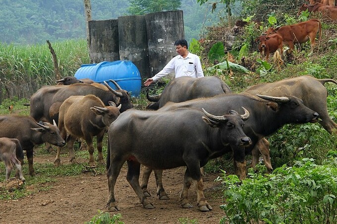 trau-bo-nhap-lau20221208120446