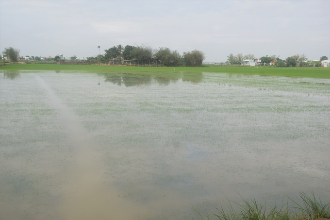 Huyện Tuy Phước (Bình Định) còn nhiều diện tích lúa ngập trong nước. Ảnh: V.Đ.T.