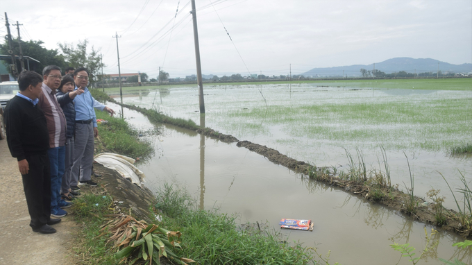 Đoàn công tác Cục Trồng trọt kiểm tra những diện tích lúa bị ngập úng tại huyện Tuy Phước (Bình Định). Ảnh: V.Đ.T.