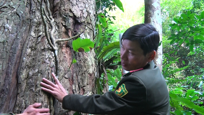 Trạm trưởng Đinh Duy Nhú kiểm tra số lượng những cây cổ thụ trong khu bảo tồn. Ảnh Ngọc Tú.
