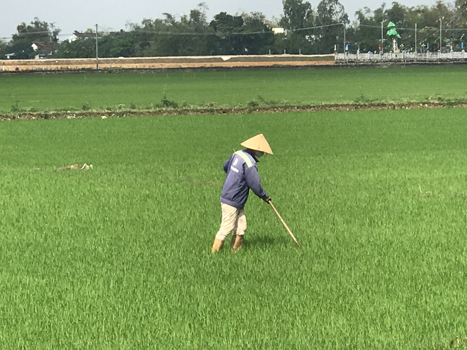 Sau khi nước rút, nông dân huyện Tuy Phước (Bình Định) dặm lại những cây lúa bị chết do ngập úng. Ảnh: V.Đ.T.