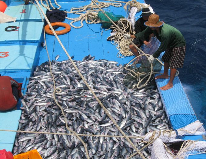 Đánh bắt cá ngừ sọc dưa bằng nghề lưới vây rút chì của ngư dân Bình Định. Ảnh: V.Đ.T.