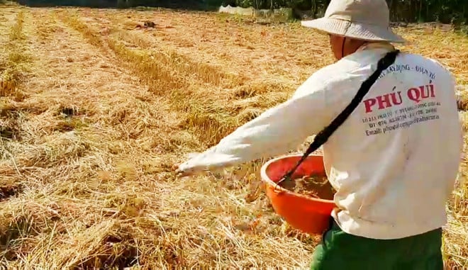 Nông dân rải vi sinh xử lý rơm rạ sau thu hoạch ở HTX Hà Bao 1, An Phú, An Gian