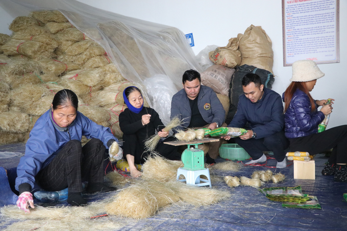 HTX Khởi nghiệp xanh Toàn Nga thu mua tinh bột về sản xuất miến đao