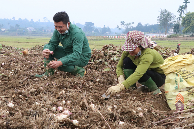Vợ chồng chị Vũ Thị Huệ ở thôn Thịnh Hưng (xã Quy Mông) thu hoạch củ đao riềng