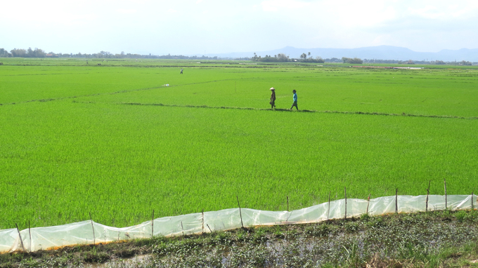 Currently, the winter-spring rice in Phu Yen is in the tillering stage 