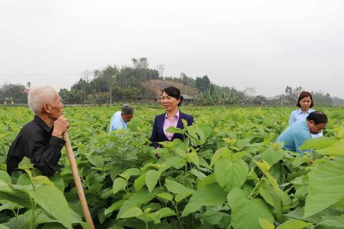 Bà Lê Thị Lụa Bí thư Đảng ủy chủ tịch UBND xã Việt Thành thăm bà con trồng dâu ở thôn Lan Đình xã Việt Thành
