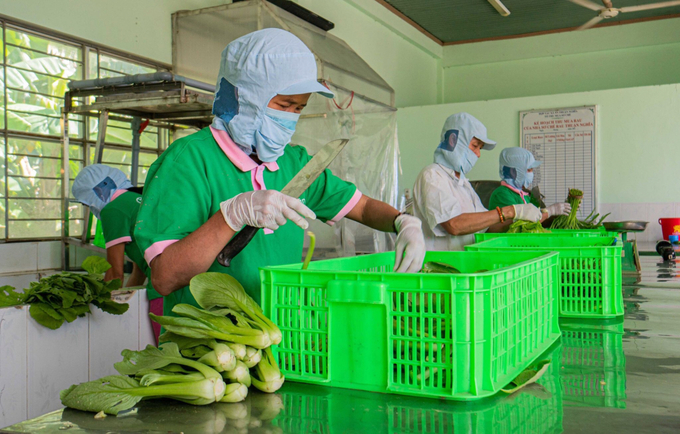 Pre-processing of vegetables before placing on the market.  Photo: VDT