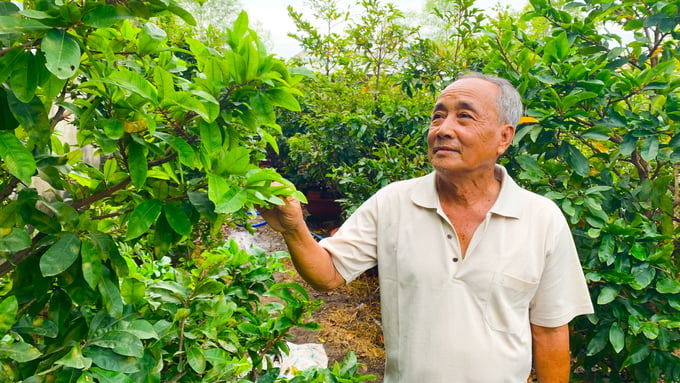 Ông Ky hơn 40 năm gắn bó và tâm quyết với nghề trồng mai vàng tại xã Đông Phú, huyện Châu Thành, tỉnh Hậu Giang. Ảnh: Hồ Thảo.