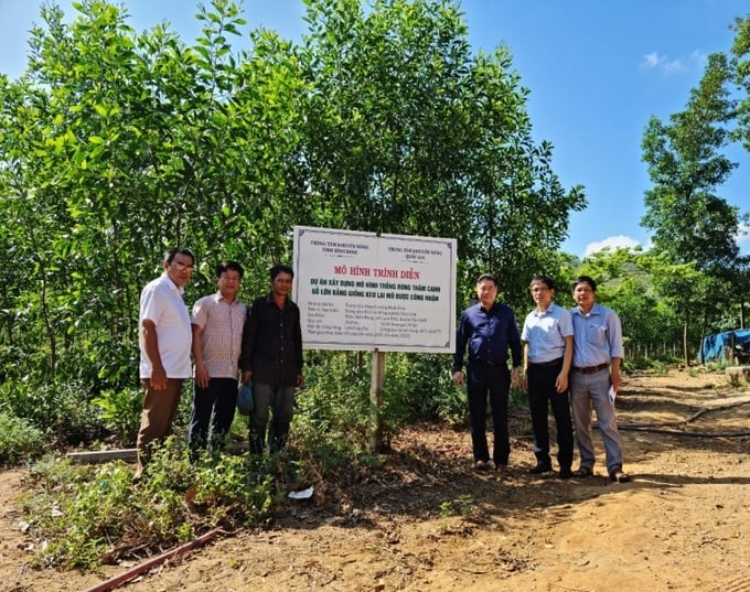 Mô hình trồng rừng gỗ lớn của Trung tâm Khuyến nông Bình Định triển khai tại huyện Vân Canh (Bình Định). Ảnh: V.Đ.T.