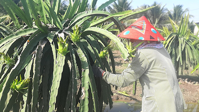 Trong lao động sản xuất, Hội Nông dân xã Tân Mỹ Chánh đã huy động, tranh thủ được các nguồn vốn từ ngân hàng để hỗ trợ cho hội viên đầu tư sản xuất, kinh doanh. Ảnh: Minh Đảm.