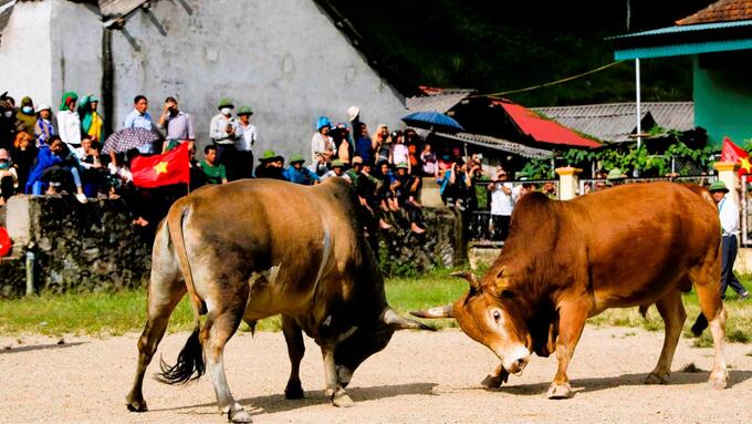Hiện nay, đồng bào vùng cao Kỳ Sơn vẫn giữ được lễ hội chọi bò Mông mỗi dịp lễ, Tết.