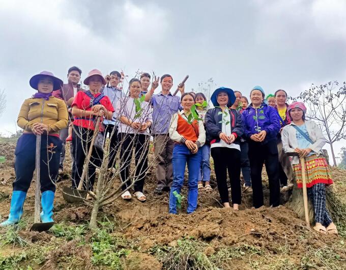 Thực hành ngoài hiện trường lớp đào tạo nghề trồng chè tại huyện Mường Khương