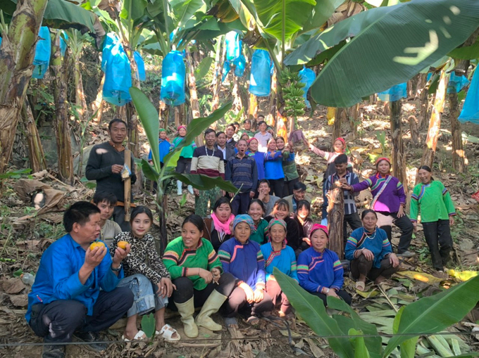 Thực hành ngoài hiện trường lớp đào tạo nghề trồng chuối tại huyện Bảo Yên
