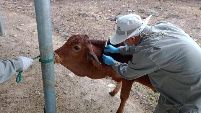 Cán bộ kỹ thuật tiêm vắc xin AVAC LSD Live cho bò trong thí nghiệm.