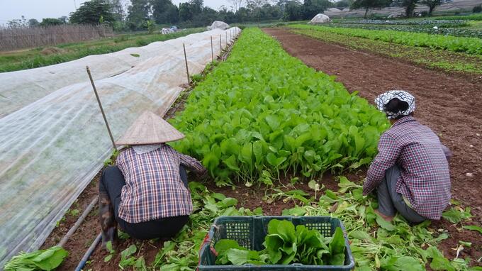 Thu hoạch rau ngay sau khi mở màng phủ vải không dệt.