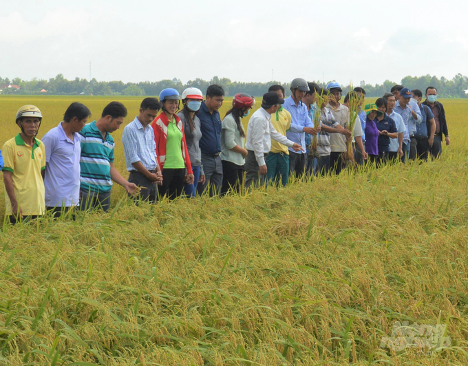 tham gia Đề án phát triển bền vững 1 triệu ha chuyên canh lúa chất lượng cao gắn với tăng trưởng xanh vùng ĐBSCL đến năm 2030, tỉnh Kiên Giang đăng ký thực hiện đến năm 20025 là 100 ngàn ha và mở rộng diện tích lên 200 ngàn ha vào năm 2030. Ảnh: Trung Chánh.