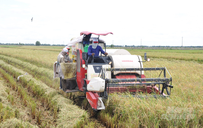 Thu hoạch lúa trên cánh đồng lớn ở huyện Hòn Đất, Kiên Giang Ảnh Hữu Đức