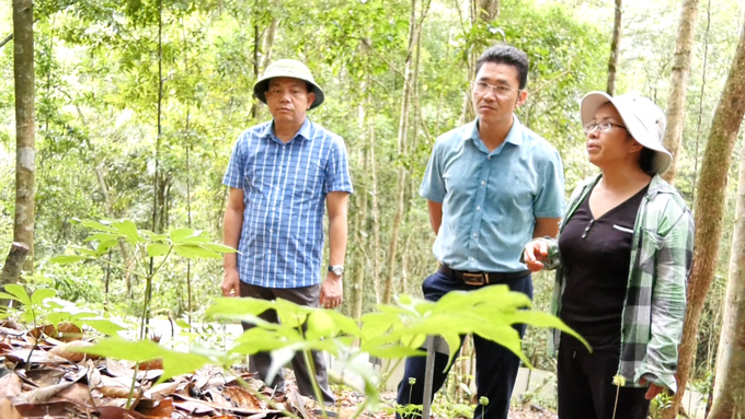 Lãnh đạo huyện Lang Chánh thăm mô hình Trồng thử nghiệm sâm Ngọc Linh và Lan kim tuyến trên đỉnh Pù Rinh