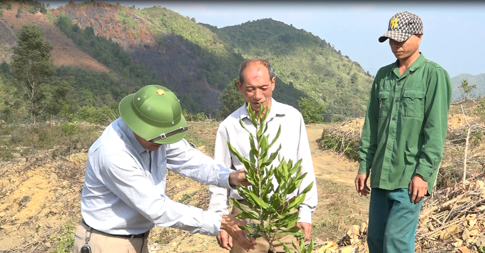 Công ty Liên Việt Sơn La hướng dẫn người dân địa phương cắt tỉa cảnh cây Mắc Ca