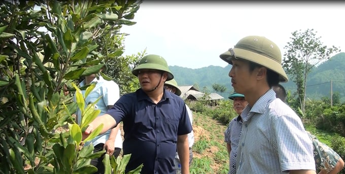 Thường trực Tỉnh ủy Sơn La kiểm tra mô hình trồng cây mắc Ca tại huyện Quỳnh Nhai. Ảnh: Văn Thiệu.