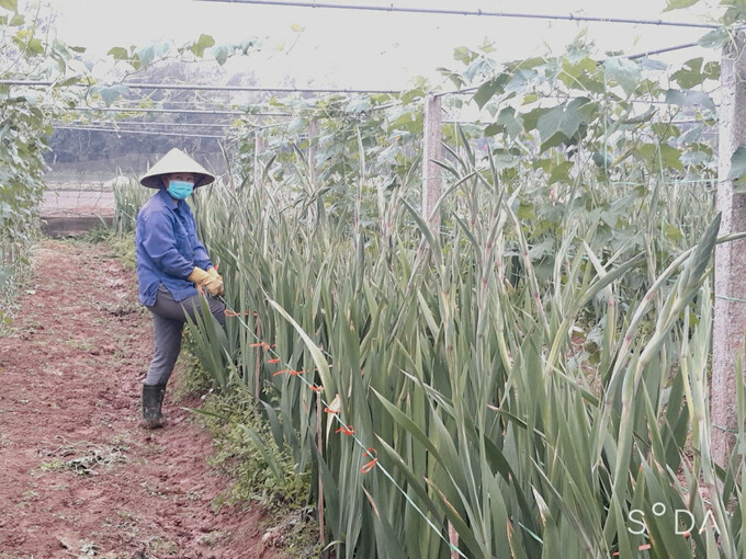 Hộ bà Nguyễn Thị Vân – xóm Trung Liên đang chăm sóc mô hình hoa lay ơn chuẩn bị thu hoạch