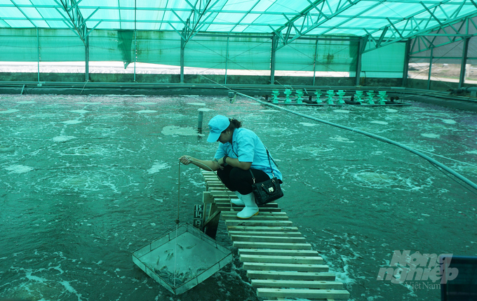 Shrimp farming with high technology and efficiency in the Mekong Delta Photo Huu Duc