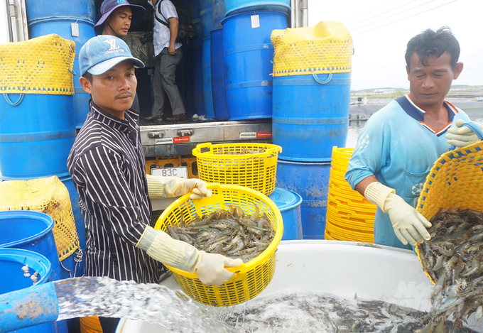 Harvesting shrimp and transporting it to Soc Trang Seafood Processing Plant Photo Huu Duc