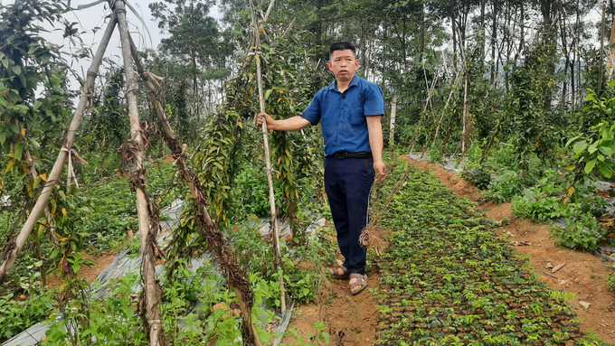 Nhiều mô hình trồng dược liệu dưới tán rừng tại Quảng Ninh đã giúp người dân 