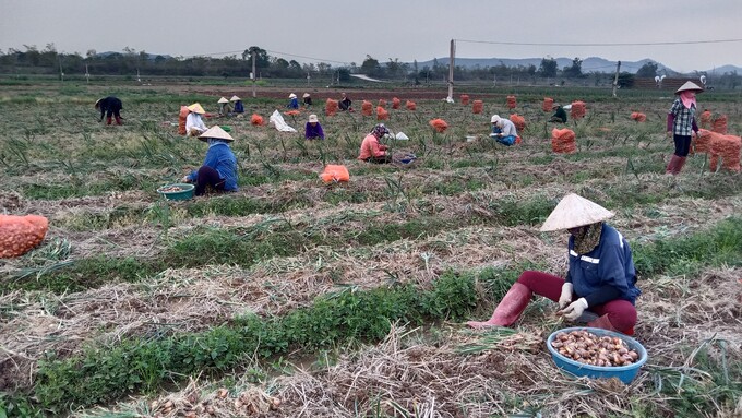 Ảnh 1: Nông dân thị xã Kinh Môn phấn khởi thu hoạch vụ hành tỏi được mùa, được giá.