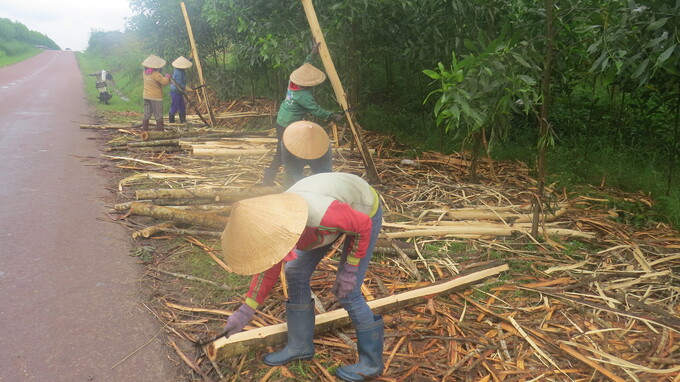 Nghề rừng vất vả, nhưng nhờ có công việc thường xuyên nên đã tạo việc làm, có thu nhập ổn định cho rất nhiều lao động nông thôn ở Phú Yên.