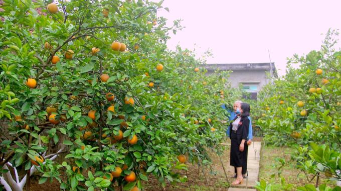 Dù năng suất không cao, nhưng cam xã Đoài 