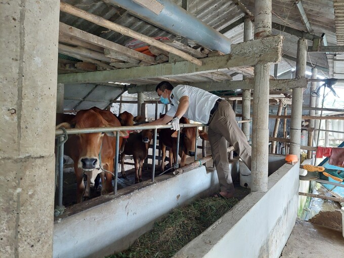 Qua kiểm tra, giám sát, cho thấy tín hiệu tích cực trong việc kiểm soát chất cấm trong chăn nuôi.