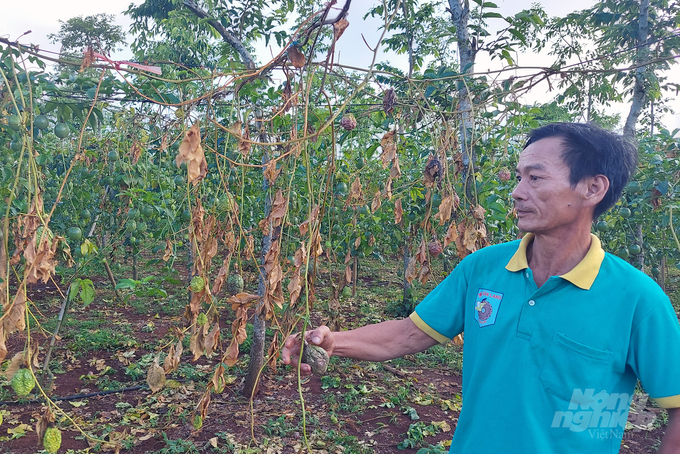 Vo Van Dung Bao NNVN