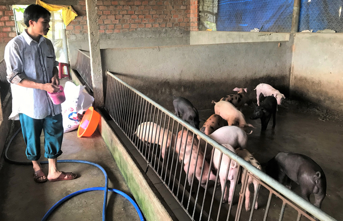 Dù giá heo đang thấp nhưng trong chuồng nhà anh Nguyễn Văn Bình ở xã Ân Đức (huyện Hoài Ân, Bình Định) vẫn có 60 con heo vừa tái đàn đã đạt trọng lượng khoảng 30kg/con. Ảnh: V.Đ.T.