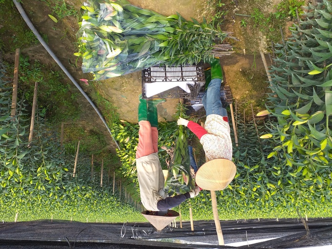 Nhờ nhu cầu tiêu dùng tăng cao nên những năm gần đây, những nông dân chuyển đổi sang trồng hoa ly ở Hà Nội đã giàu lên nhanh chóng.