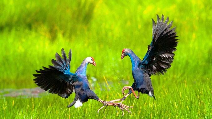 Vườn Quốc gia Tràm Chim có nhiều loài chim quý cần được bảo vệ.