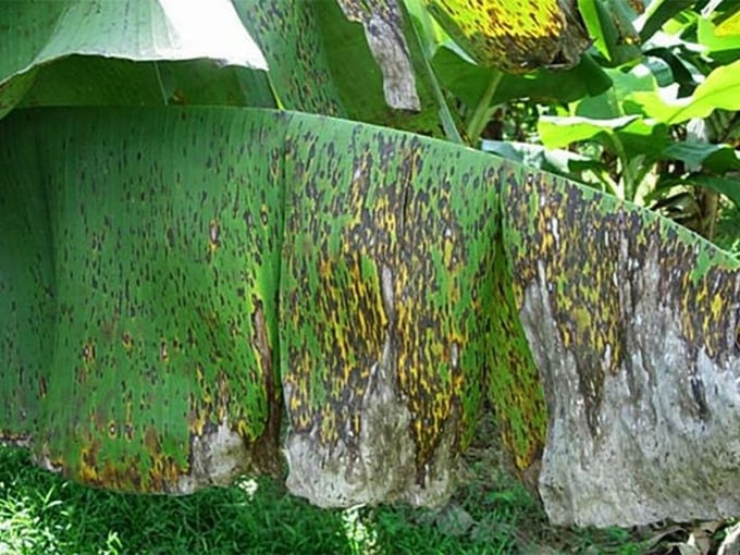 Bệnh đốm lá Sigatoka đã xuất hiện và gây hại trên chuối rải rác tại một số vùng chuyên canh, như xã Bản Sen, Bản Lầu (Mường Khương), xã Xuân Hòa (Bảo Yên)…