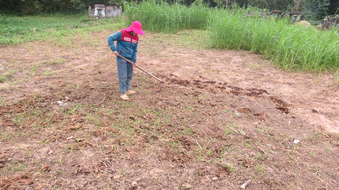 Nông dân xã Xuân Quang 3 (huyện Đồng Xuân ) dùng phân bò bón cho đất. Ảnh: Mạnh Hoài Nam