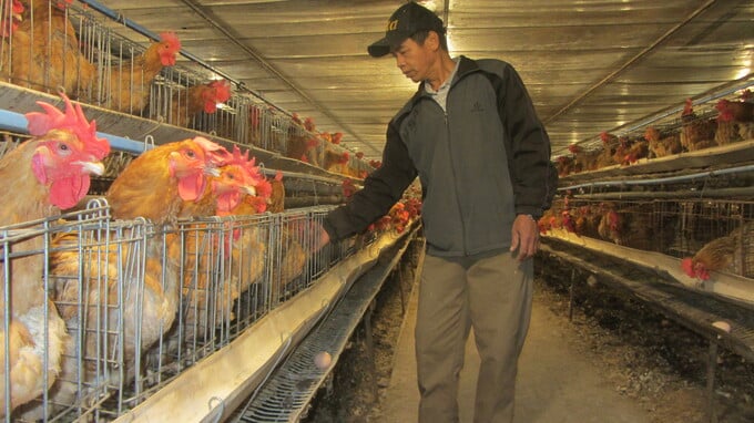3 – Trang trại gà Tuấn Vân thường xuyên mua dùng men tỏi của cho chăn nuôi