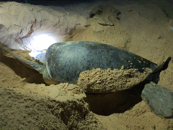 Rùa biển đào cát làm ổ đẻ để bảo vệ trứng. Ảnh: A.T.