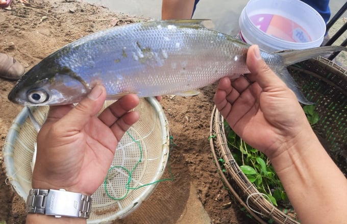 Cá chua nuôi xen với tôm-cua trong ao nuôi thủy sản tổng hợp của người dân Bình Định. Ảnh: V.Đ.T.