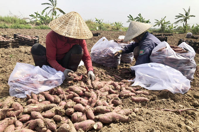 khoai lang phú thiện