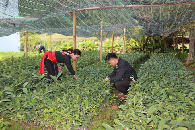 Nhiều hộ dân xã Bản cái đã chủ động gieo ươm giống quế phục vụ trồng quế gia đình và cung ứng thị trường trong huyện.