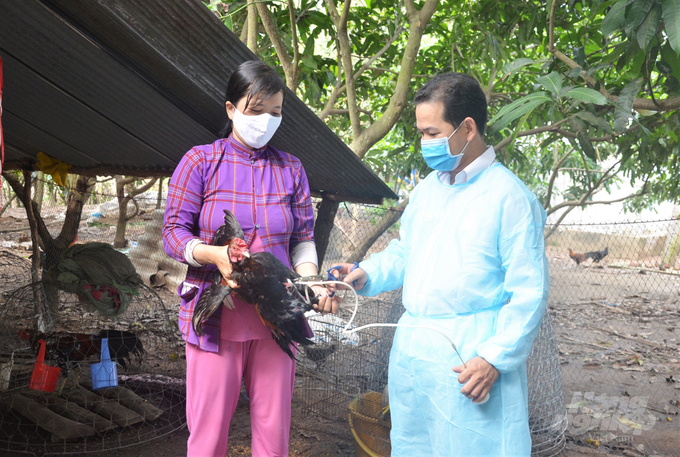 Cán bộ thú y cơ sở thuộc Chi cục Chăn nuôi – Thú y tỉnh Kiên Giang tiến hành tiêm phòng vắc xin phòng bệnh cúm giam cầm cho các hộ chăn nuôi nhỏ lẻ. Ảnh: Trung Chánh.