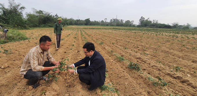 Ông Nguyễn Cẩm Long, Trưởng phòng NN-PTNT Bố Trạch hướng dẫn người nông dân cách nhận biết cây sắn bị nhiễm bệnh trên đồng ruộng. Ảnh: T.P
