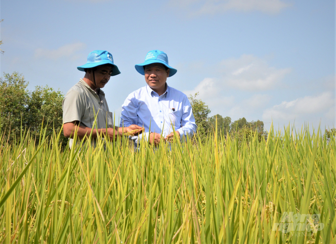 Hộ anh Trần Văn Diễn (bên phải) vụ đông xuân 2022-2023 sản xuất 15 ha giống lúa ĐS1