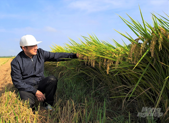 Nông dân xã Mỹ Hiệp Sơn sản xuất lúa theo quy trình SRP, giúp giảm chi phí, bảo vệ môi trường, tăng lợi nhuận. Ảnh: Trung Chánh.