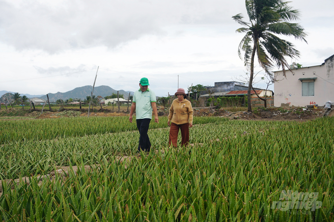 GC Food Group liên kết với bà con nông dân tại Ninh Thuận và bao tiêu đầu ra nguồn nha đam, với giá ổn định, cũng như tạo ra vùng nguyên liệu bền vững. Ảnh: Nguyễn Thủy. 
