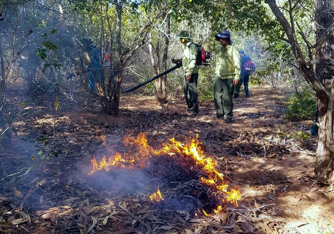 Chủ rừng thực hiện biện pháp lâm sinh đốt trước có điều khiển ở nơi vật liệu cháy tích tụ nhiều và hay thường xảy ra cháy. Ảnh: Kim Sơ.